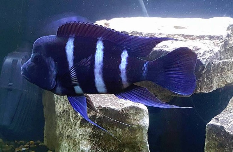 Cyphotilapia gibberosa 'Lupota'